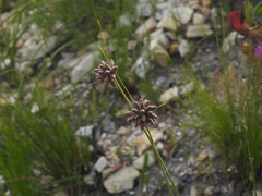 Ficinia ecklonea