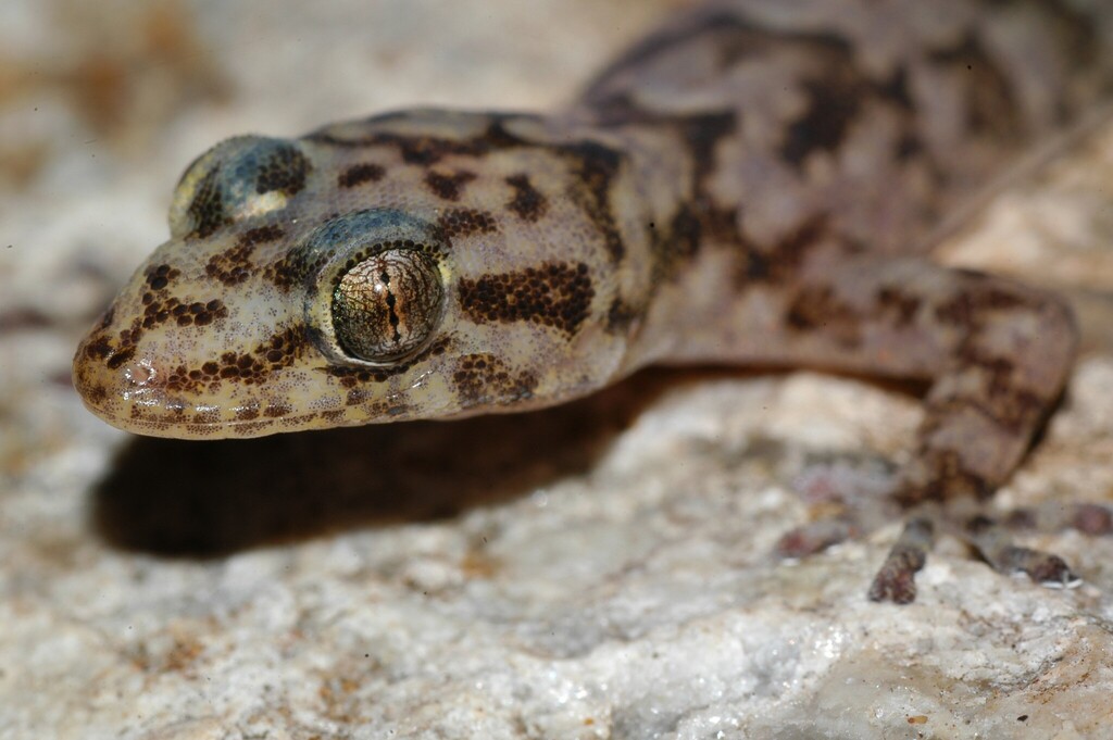 Lang's Flat Gecko