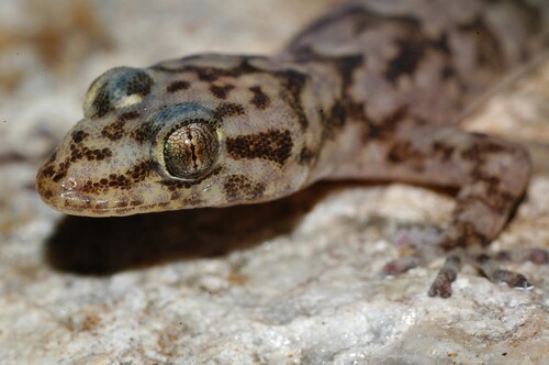 Lang’s Flat Gecko, Afroedura langi