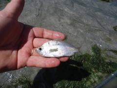 Eucinostomus