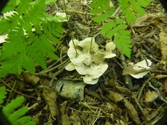 Phellodon tomentosus