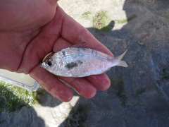 Eucinostomus