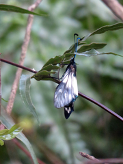 Eterusia aedea formosana