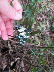 Eterusia aedea formosana