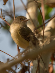 Vireonidae