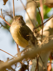 Vireonidae