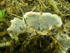 Phellodon tomentosus