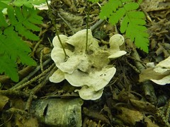 Phellodon tomentosus