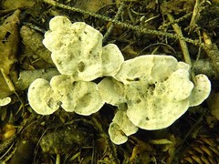 Phellodon tomentosus