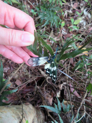 Eterusia aedea formosana