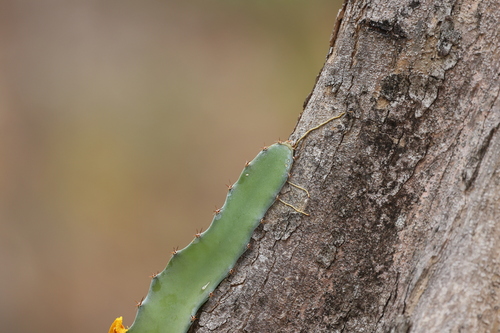 Selenicereus costaricensis