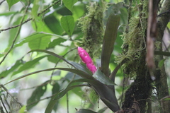 Guzmania remyi