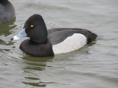 Aythya affinis × collaris