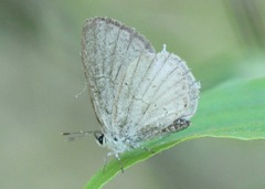 Celastrina neglecta