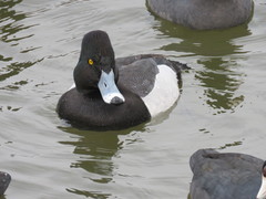Aythya affinis × collaris