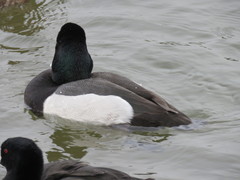 Aythya affinis × collaris