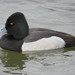 Lesser Scaup × Ring-necked Duck - Photo (c) Joshua Lively, some rights reserved (CC BY-NC), uploaded by Joshua Lively