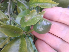 Citrus × limon