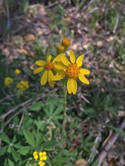 Senecio ampullaceus