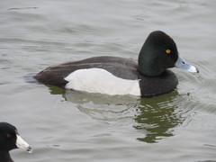 Aythya affinis × collaris
