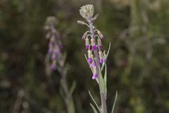 Boechera californica