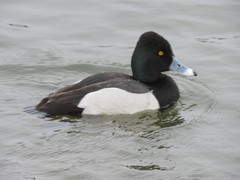 Aythya affinis × collaris