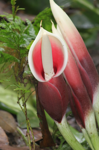 Philodendron dodsonii