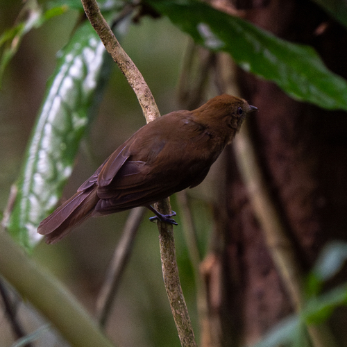 Russet-winged Schiffornis (Schiffornis stenorhyncha), photo 3