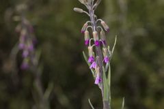 Boechera californica