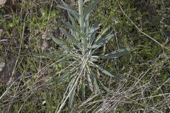 Boechera californica