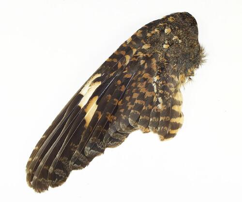 Nechisar Nightjar (Caprimulgus solala)