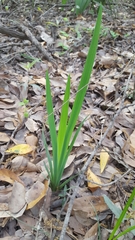 Iris brevicaulis