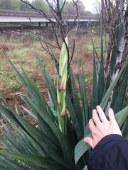 Yucca gloriosa tristis
