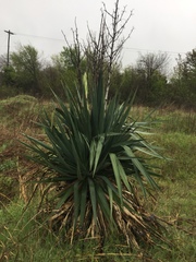 Yucca gloriosa tristis