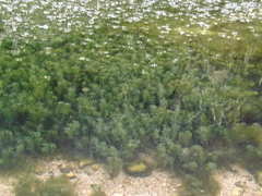 Hydrilla verticillata