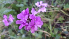 Arabis blepharophylla