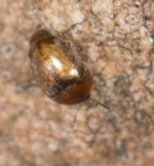 Corylophidae
