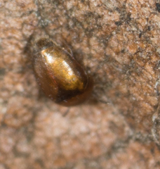 Corylophidae