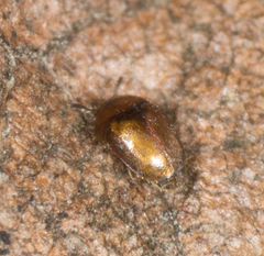 Corylophidae