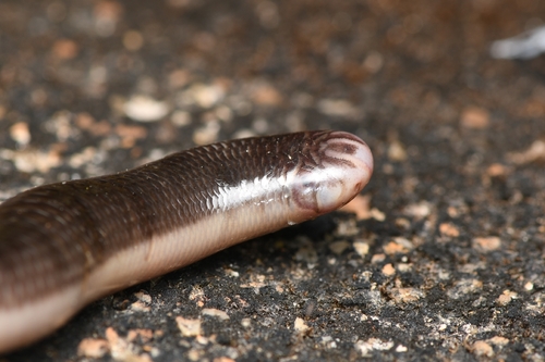 Argyrophis muelleri observed 2026-03-05