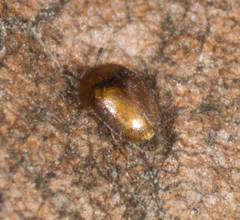 Corylophidae