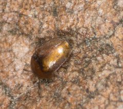 Corylophidae