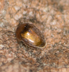 Corylophidae