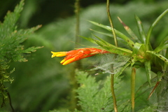 Guzmania angustifolia
