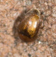 Corylophidae