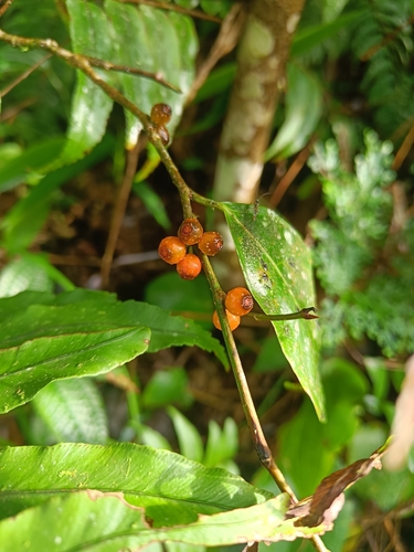 Ficus heteropleura observed 2026-04-22