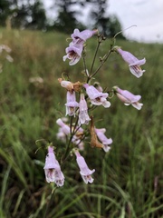 Penstemon laxiflorus, photograph (c) Will McFarland, some rights reserved (CC BY)