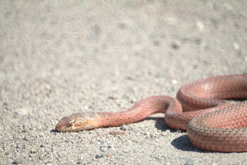 Desert Coachwhip, California, US, photo 5 of 10