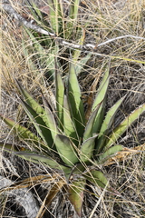 Agave × glomeruliflora