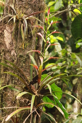 Guzmania wittmackii